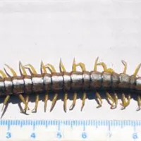 Strupena stonoga ( Scolopendra sp.)
