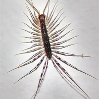 Tudi te stonoge (Scutigera coleoptrata) ne prijemajte