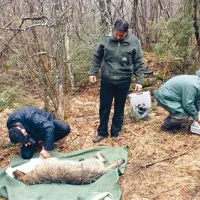V okviru projekta SloWolf  želijo odloviti čim več  volkov iz različnih tropov. Prvega, dali so  mu ime Brin, so  aprila  ukanili na Slavniku, ga temeljito zdravstveno pregledali in mu nadeli sledilno ovratnico.