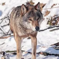 V slovenskem (dinarskem) volku se skrivata lepotec in zver