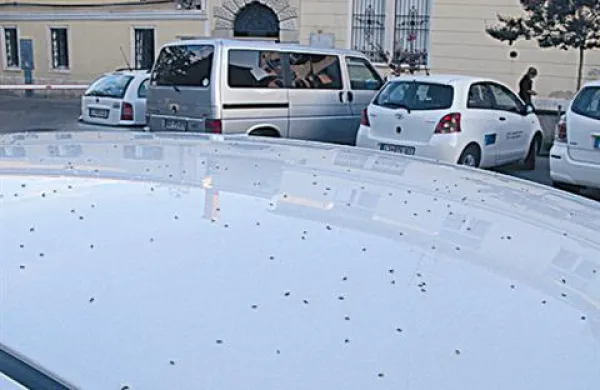 Avtomobili bodo jutri morali na pranje