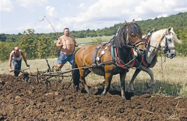 Trening na domači njivi pred jutrišnjim tekmovanjem oračev v Ložah pri Vipavi