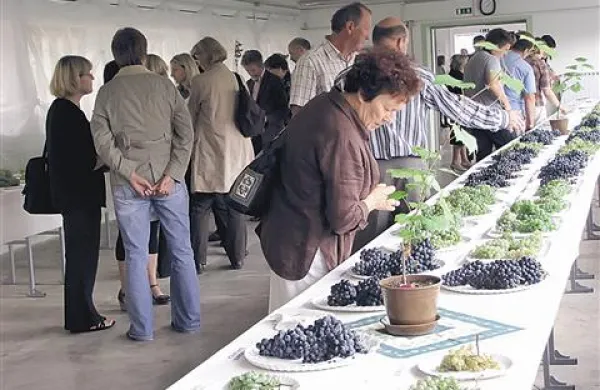 V Vrhpolju je na ogled grozdje s 180 trt 