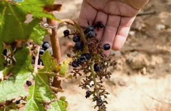 Tako divji prašiči oberejo grozde v kraških vinogradih