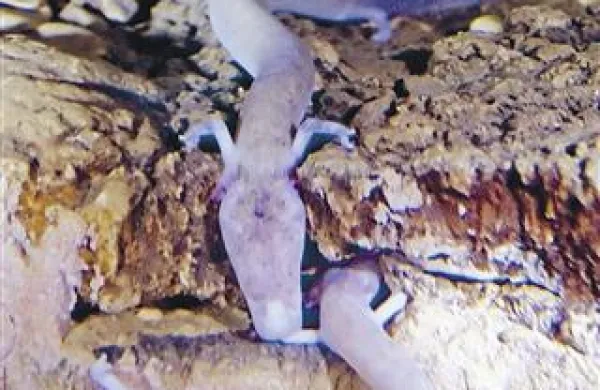 Proteus, ki ga poznamo tudi pod imeni  človeška ribica, protej ali močeril, je simbol slovenske jamske biodiverzitete