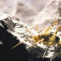 Jamska kobilica je podnevi v jami, ponoči pa gre ven na pašo