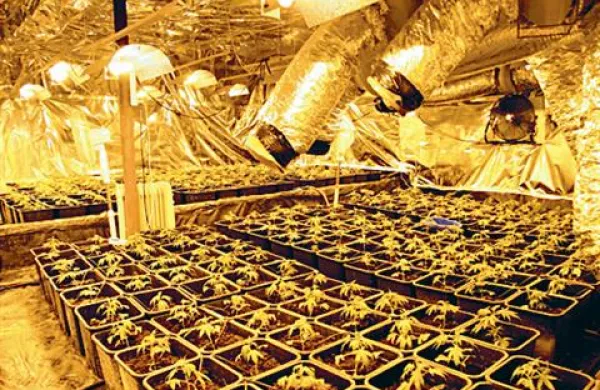  Elektriko za napajanje vseh naprav za vzdrževanja ustrezne temperature, vlažnosti in zalivanje rastlin so napeljali mimo električnega števca.