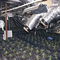 V laboratoriju, velikem 12 krat 7 metrov, so odkrili in zasegli 852 sadik konoplje.