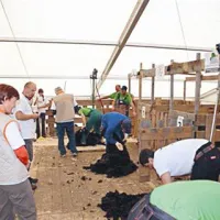Nova državna prvaka v striženju ovac