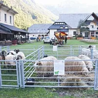 Nova državna prvaka v striženju ovac