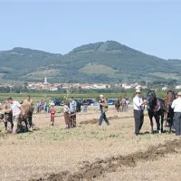  Na prvem primorskem tekmovanju v oranju s konjskimi vpregami so se pojavile dvovprege in štirivprege, posebnost pa je bila volovska vprega s kravo Sočo in volom Pepotom  iz Merč na Krasu
