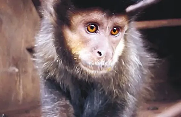 Opico vrste makako bodo še naprej uporabljali pri nekaterih znanstvenih poskusih, nova zakonodaja pa je zaščitila gorile, šimpanze, orangutane in bonobe. 