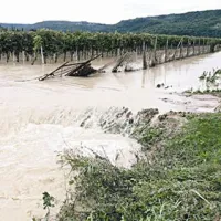 Poplavljeni vinogradi