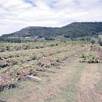 V vinogradu  Emila Ferrana je voda uničila cel hektar trt, voda je segala 2,5 metra visoko 