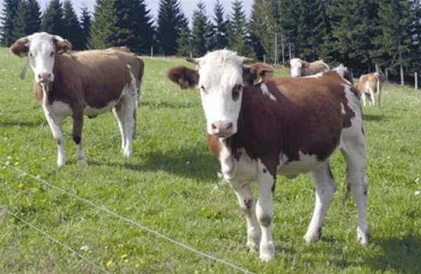 Tudi živina čuti posledice poplave