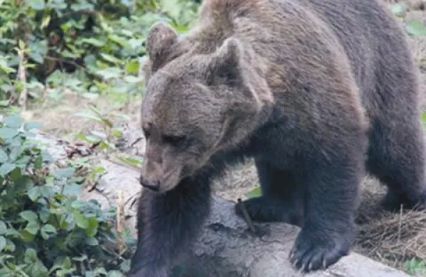 Jurka se že sprehaja po svojem novem bivališču