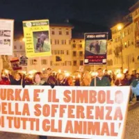 Protesti, na katerih so italijanski aktivisti od italijanskih oblasti zahtevali, da za medvedko najdejo ustreznejše prebivališče 