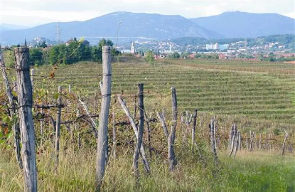 ... in prizor nedaleč stran, ki pa je povsem nekaj drugega. Zelena trgatev je vinograd povsem opustošila.