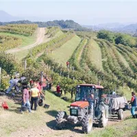 Gospodarji obračajo hrbet vinogradom