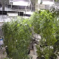 Ljubljanski policisti odkrili enega največjih laboratorijev za gojenje marihuane