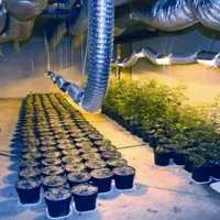 Ljubljanski policisti odkrili enega največjih laboratorijev za gojenje marihuane