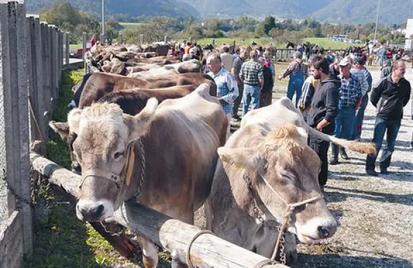 Naprodaj je bilo veliko krav in telic, ki pa niso šle dobro v promet