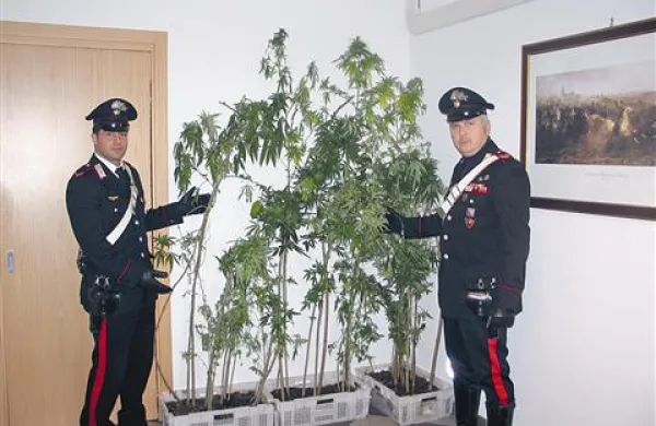 Orožniki so v bližini državne meje odkrili nasad slovenskega pridelovalca konoplje