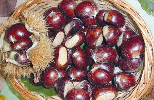 Zorenju kostanja je škodilo še deževno vreme, ki je bilo kot nalašč za razvoj bolezni.