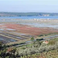 Sečoveljske soline