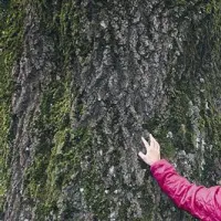 Tanja Grmovšek: “To je bila ljubezen na prvi pogled. Drevesa so zame izredno lepa, mogočna, fotogenična.”