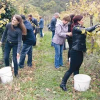 Kraljevska trgatev najboljše pozne klarnice pri Trbižanovih 