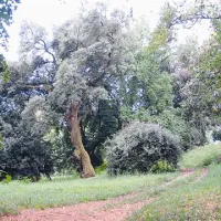 Vilo obdaja bogat botanični park