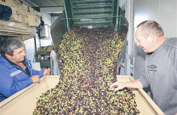 Oljke iz Brd in  Vipavske doline od srede stiskajo v torkli na Dobrovem 