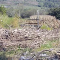 Polomljeno drevje in grmovje, ki ju je Branica naplavila na njive in travnike, še po dveh mesecih “krasi” dolino Branice