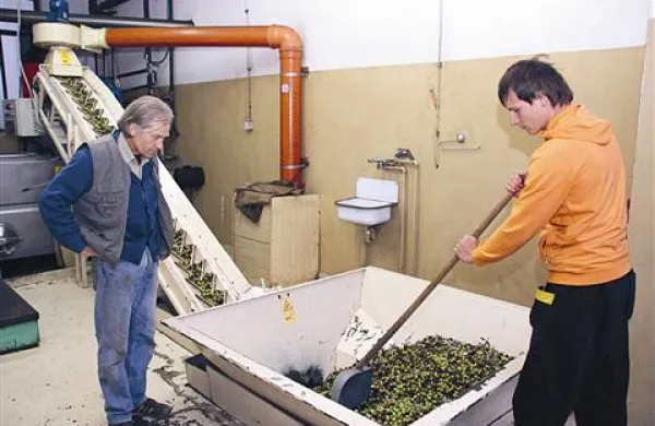Ekološki oljkar Boris Fras iz Ankarana (levo) in Matej Lisjak iz Oljarne Šalara 