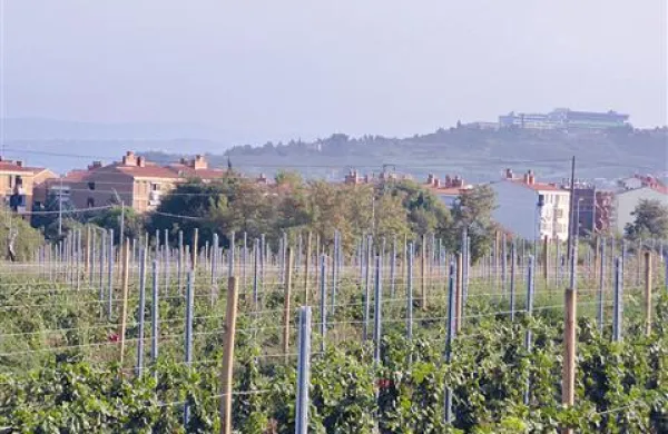 Vinakoper potrebuje razvojna vlaganja, sicer bo zaostal za tekmeci. 