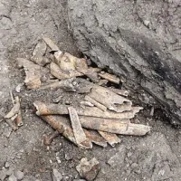 Razen tega, da so človeške, o kosteh, ki so včeraj prišle na plano pred koprsko škofijo, ni še nič znanega