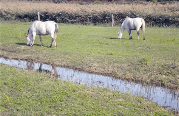 Kamarškima kobilama Rižani in Rosi se bo v prihodnosti pridružil še žrebec
