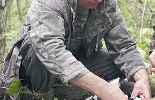 Tudi premier Vladimir Putin ima poseben odnos do ogroženih tigrov. Uspavanemu tigru na fotografiji namešča sledilno ovratnico.