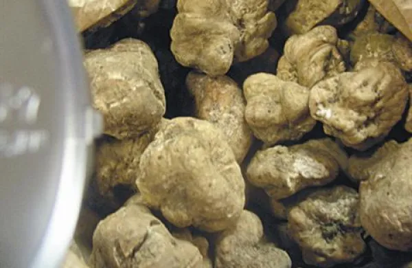 Istrska tržnica bo ponujala kopico domačih proizvodov, od tartufov in zelišč do vina in žganja.