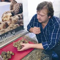 Vinko Šavle drži v roki tartuf, ki tehta 320 gramov.
