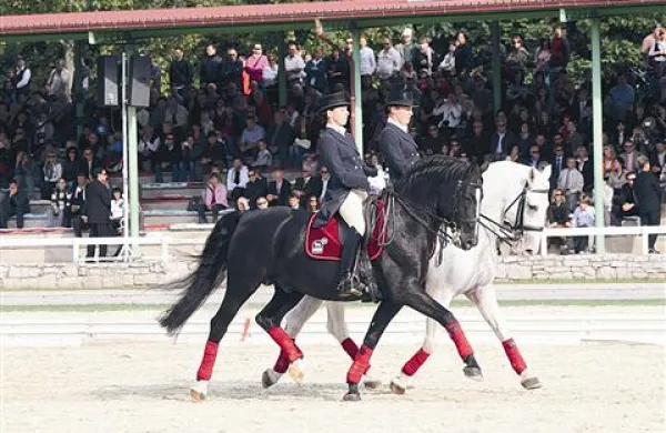 Marca lipicanci  v   Stožicah