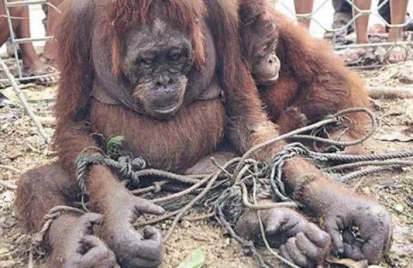 Skupina orangutanov se je po hrano zatekla v eno od vasi zahodni indonezijski province, a so jih vaščani grobo kaznovali