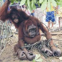 Krčenje pragozda orangutanom uničuje življenjski prostor  
