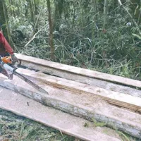 Indonezijci ilegalno izsekavajo drevesa za gradnjo