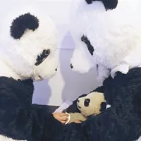 Mali panda med pregledom v raziskovalnem centru 