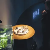 The bumblefih efect - kako lahko ribica povzroči potres v čajni skodelici...