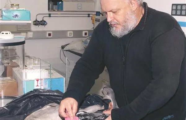 V zamrzovalnih skrinjah  Morske biološke postaje dr. Lovrenc Lipej hrani primerke različnih vrst morskih psov 