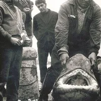Leta 1974 so v Izoli takole razkazovali ribiško trofejo, skoraj trimetrskega morskega psa, ki je zašel v Piranski zaliv.  Bolj kot ta obisk, ki se je za morskega psa sicer končal tragično, pa so dr. Lipeja zanimale govorice o tem, da se je v bližini Izole leta 1963 motal sam beli morski volk. Šele po podrobni proučitvi fotografij, ki so mu jih posredovali domačini, je govorice lahko z gotovostjo potrdil. 