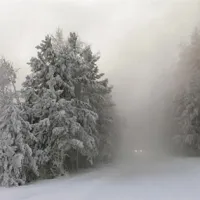 Avtomobil med vožnjo po gozdni poti v Sibiriji